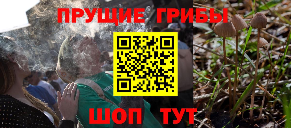 Галлюциногенные грибы Psilocybe Мценск